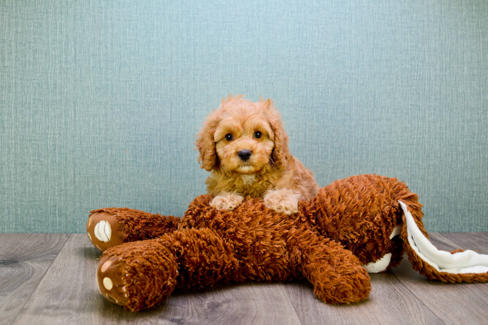 Hypoallergenic Golden Retriever Poodle Mix Puppy