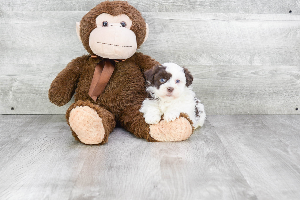 Sweet Havanese Purebred Puppy