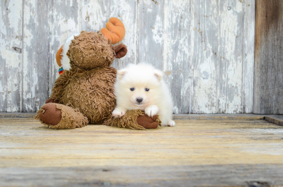 Cute Pomeranian Purebred Puppy