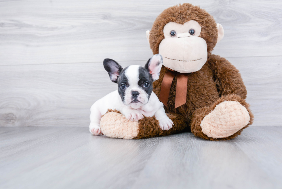 French Bulldog Pup Being Cute