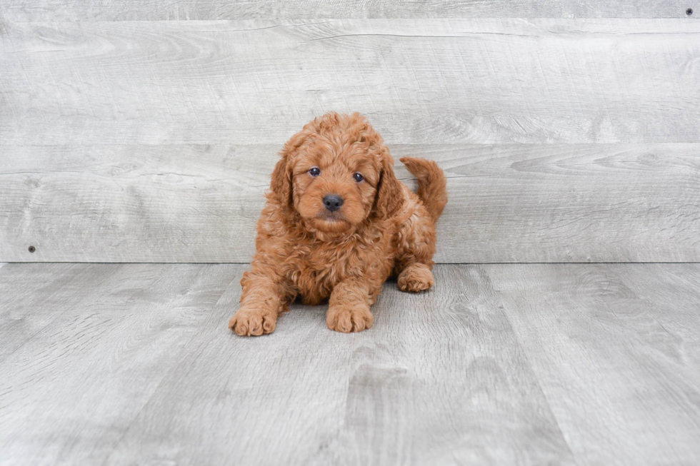 Hypoallergenic Golden Retriever Poodle Mix Puppy