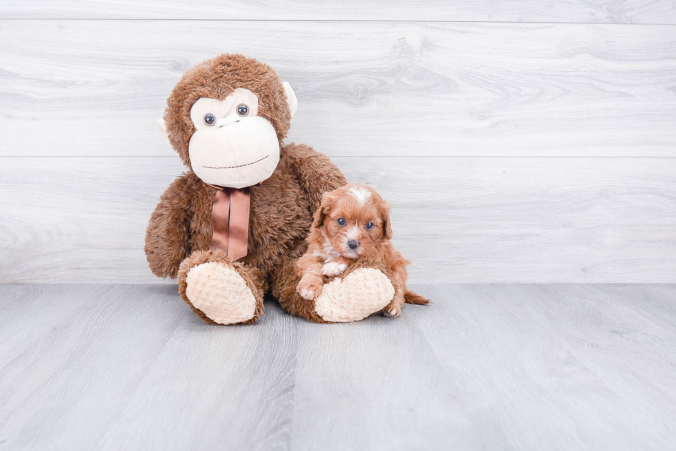 Fluffy Cavapoo Poodle Mix Pup