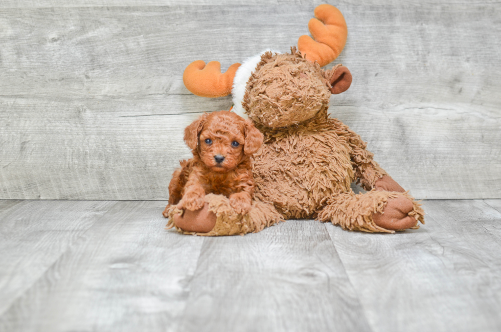 Poodle Pup Being Cute