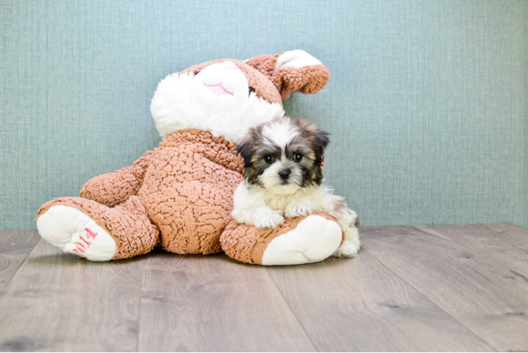 Popular Teddy Bear Designer Pup