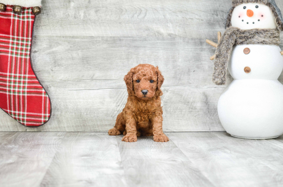 Mini Goldendoodle Pup Being Cute