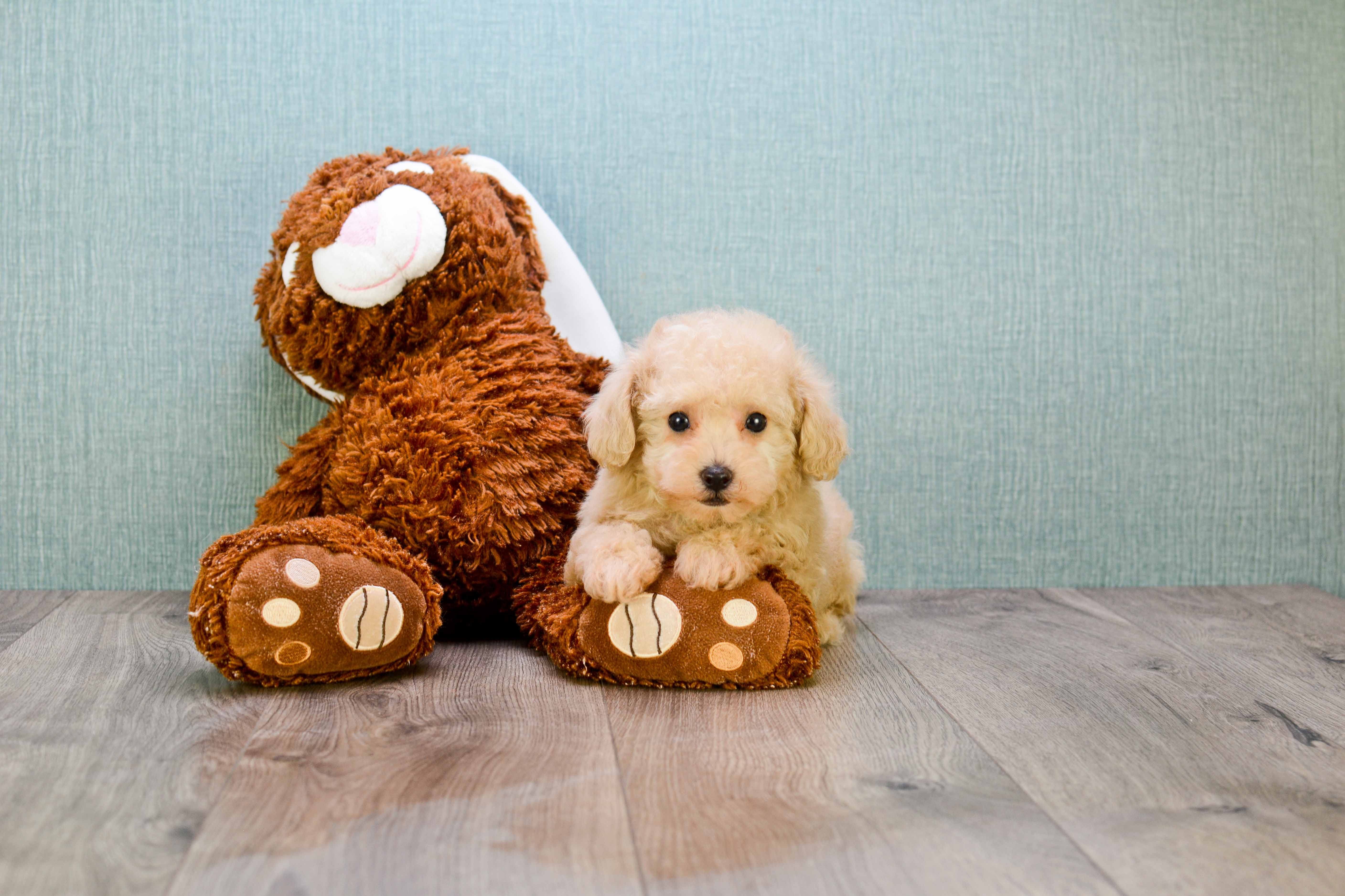 Maltipoo Puppy for Adoption
