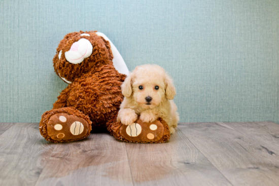 Maltipoo Puppy for Adoption