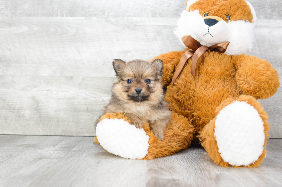 Little Pomeranian Purebred Pup