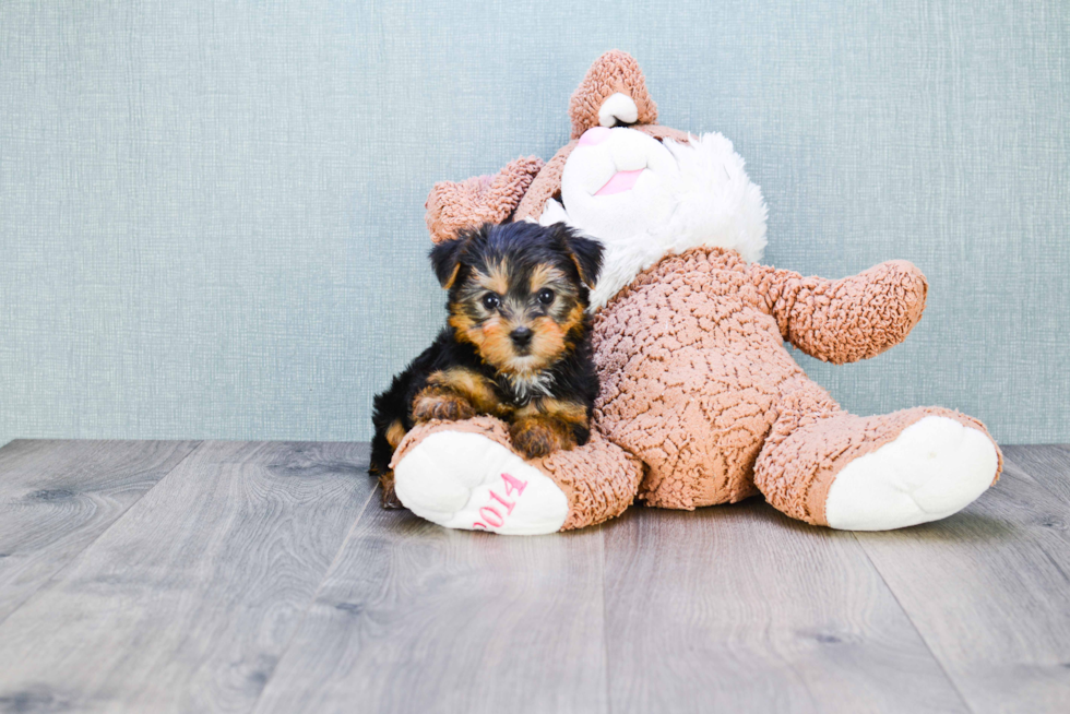 Meet Chase - our Yorkshire Terrier Puppy Photo 