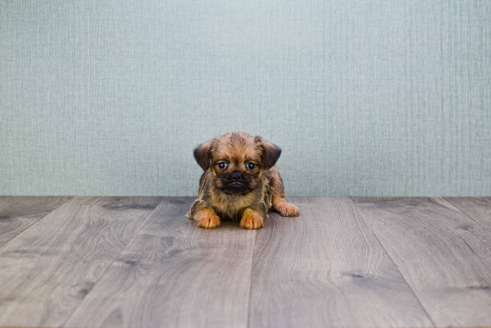 Cute Brussels Griffon Baby