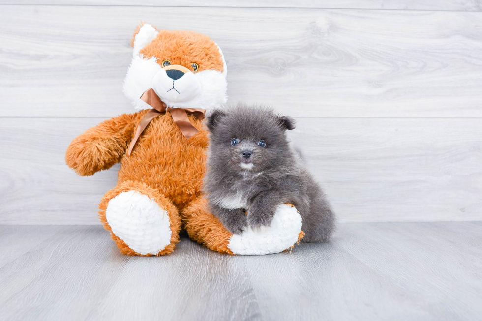 Energetic Pomeranian Purebred Puppy