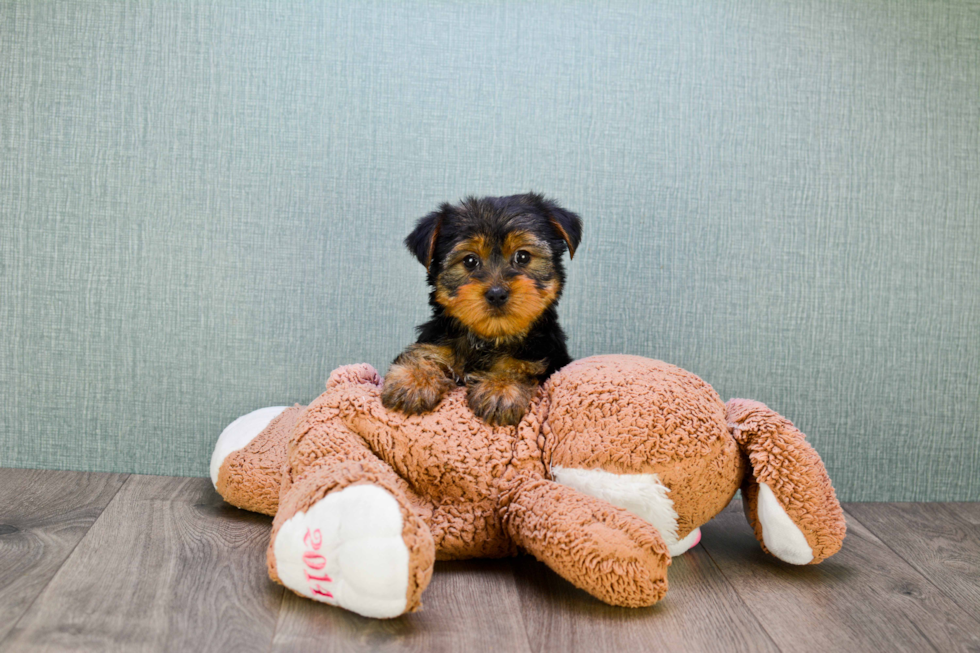 Meet Snickers - our Yorkshire Terrier Puppy Photo 