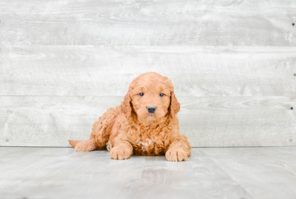 Smart Mini Goldendoodle Poodle Mix Pup