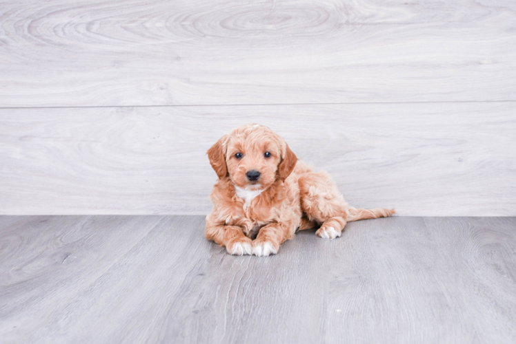 Popular Mini Goldendoodle Poodle Mix Pup