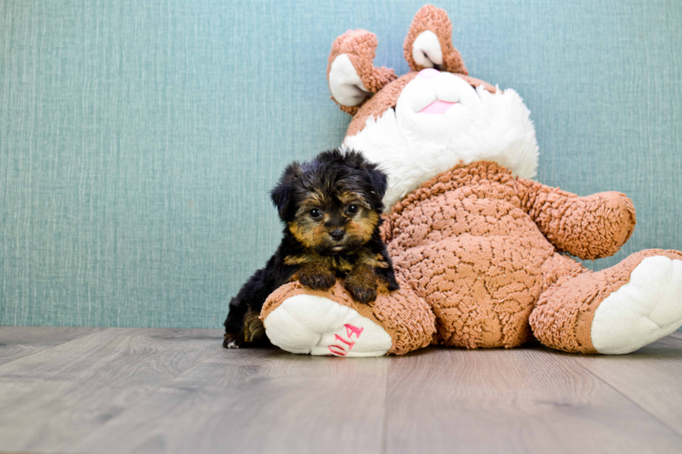 Playful Yorkie Designer Puppy