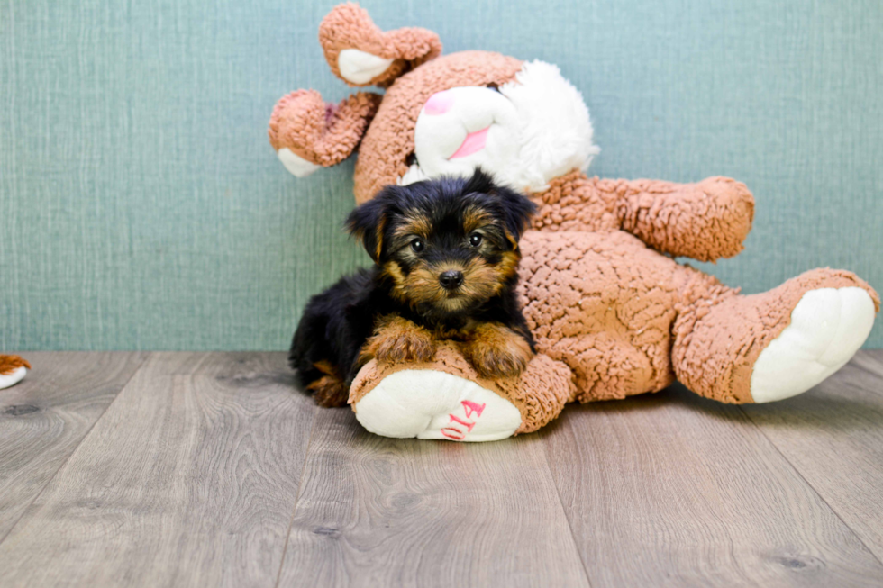 Meet Bella - our Yorkshire Terrier Puppy Photo 