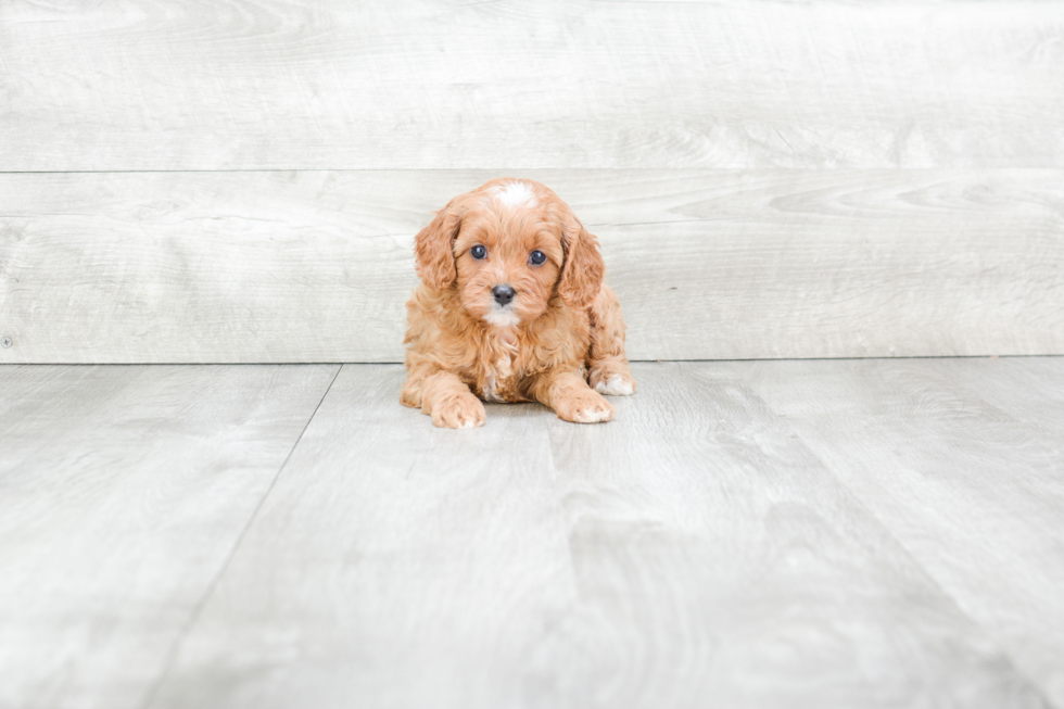 Small Cavapoo Baby