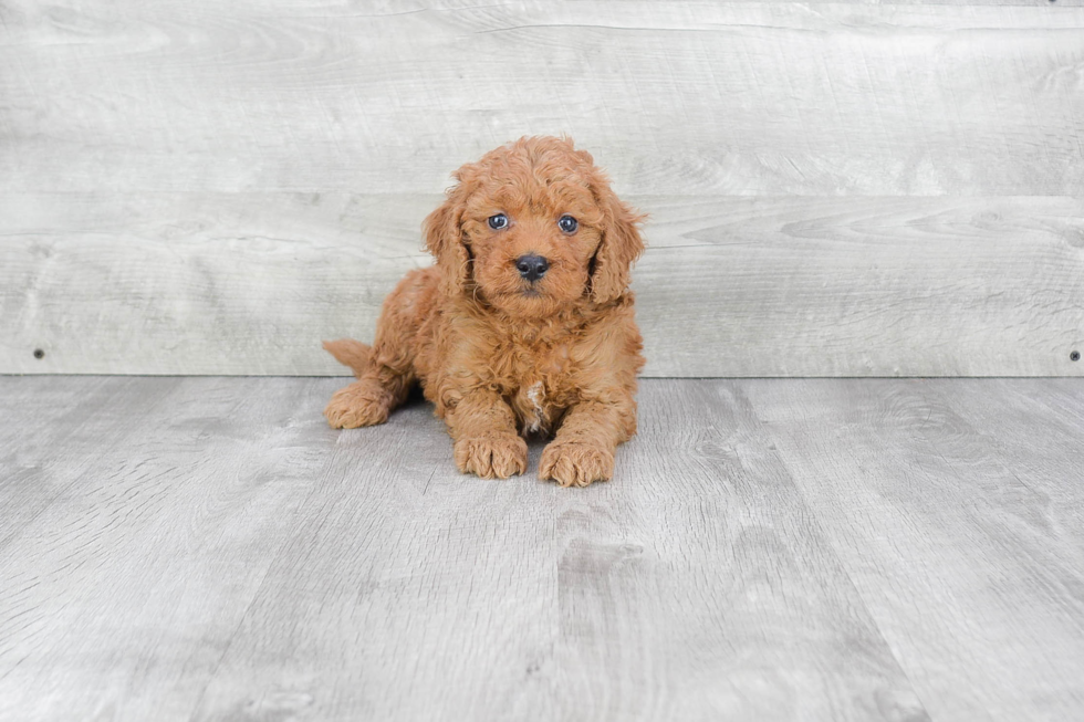 Fluffy Mini Goldendoodle Poodle Mix Pup