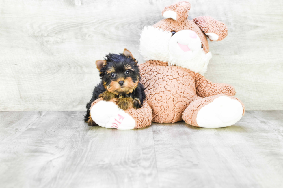 Meet Becca - our Yorkshire Terrier Puppy Photo 