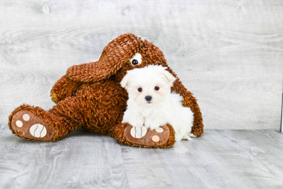 Best Maltipoo Baby