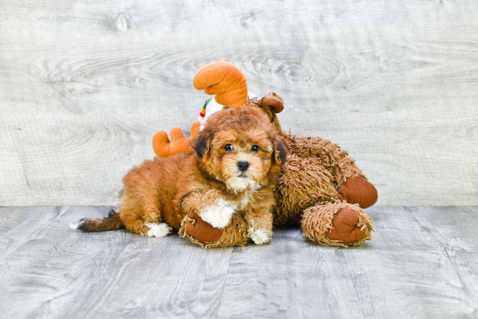 Happy Havanese Purebred Puppy