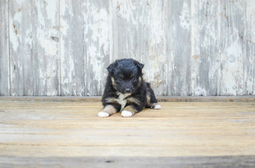 Funny Mini Aussiedoodle Poodle Mix Pup