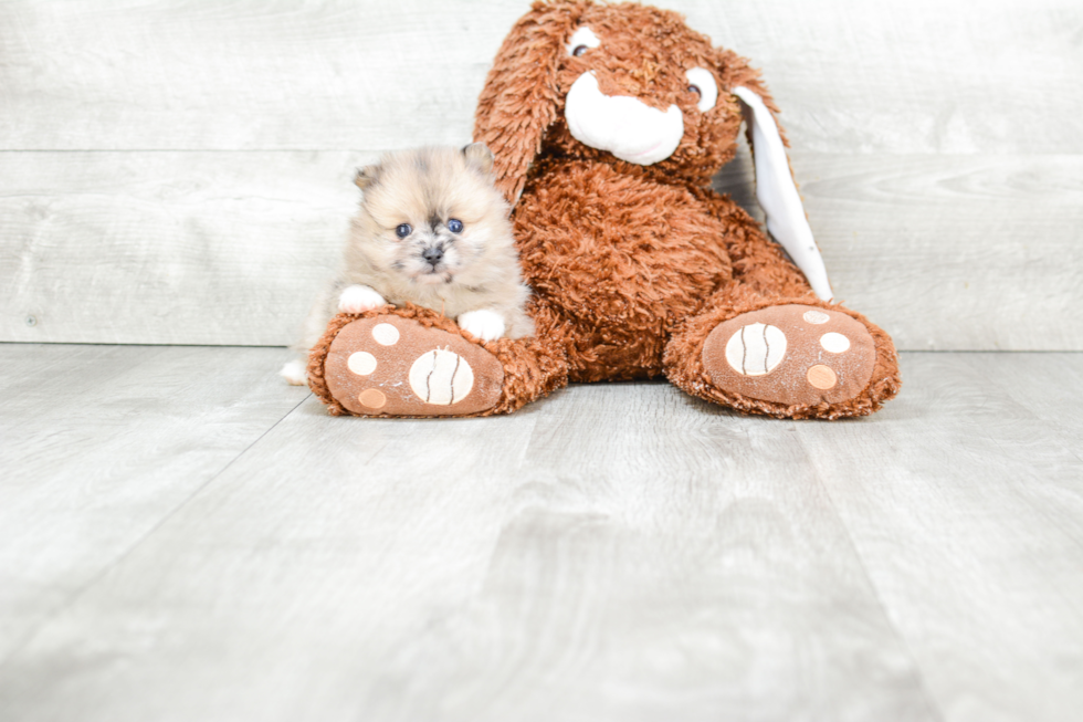 Pomeranian Pup Being Cute