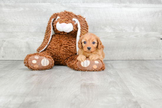 Cute Cavapoo Baby