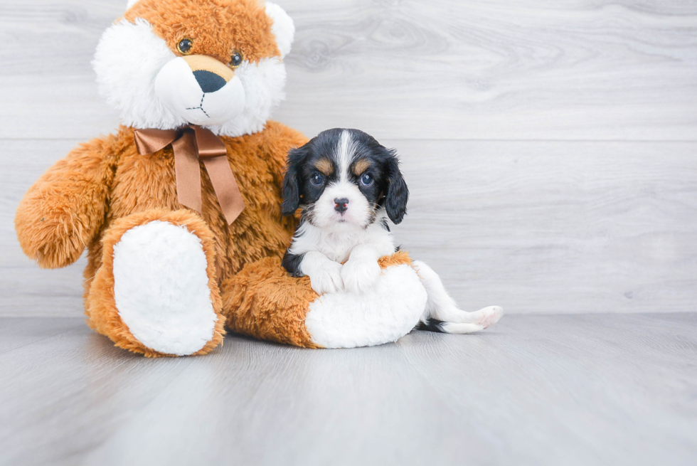 Best Cavalier King Charles Spaniel Baby