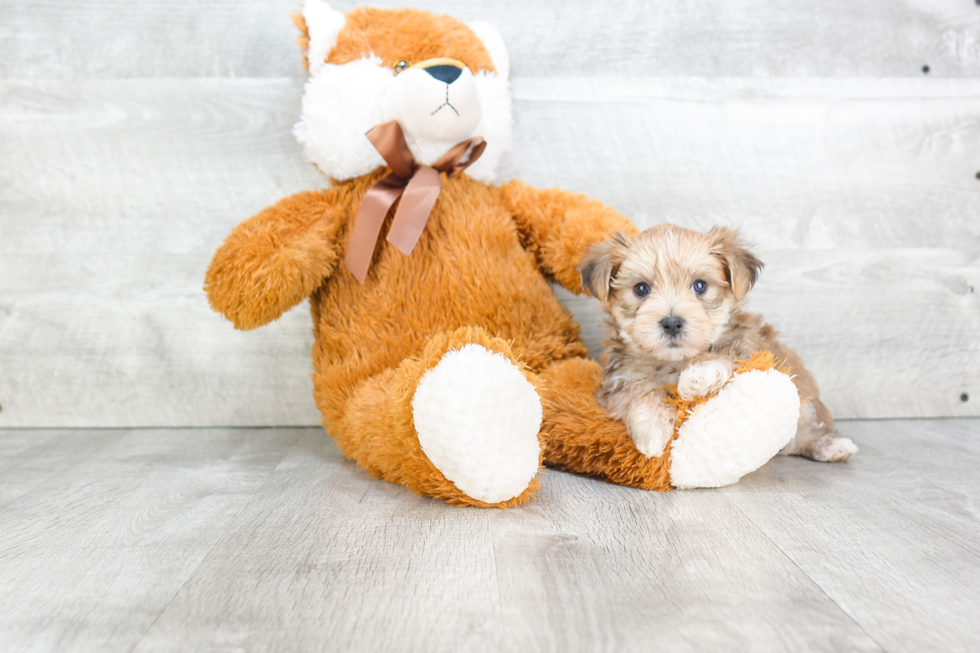 Morkie Pup Being Cute