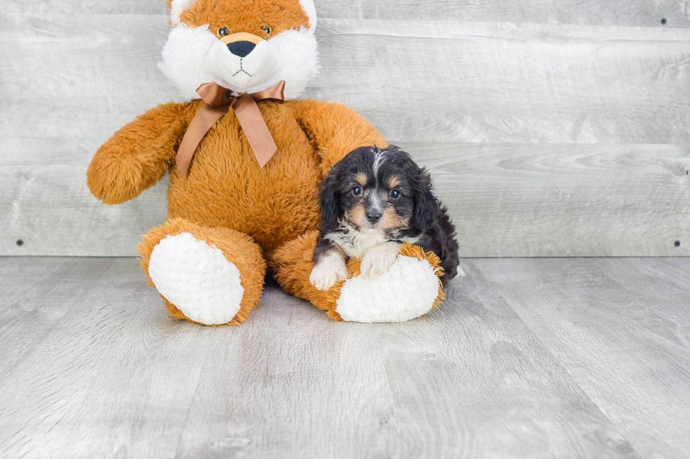 Mini Aussiedoodle Puppy for Adoption