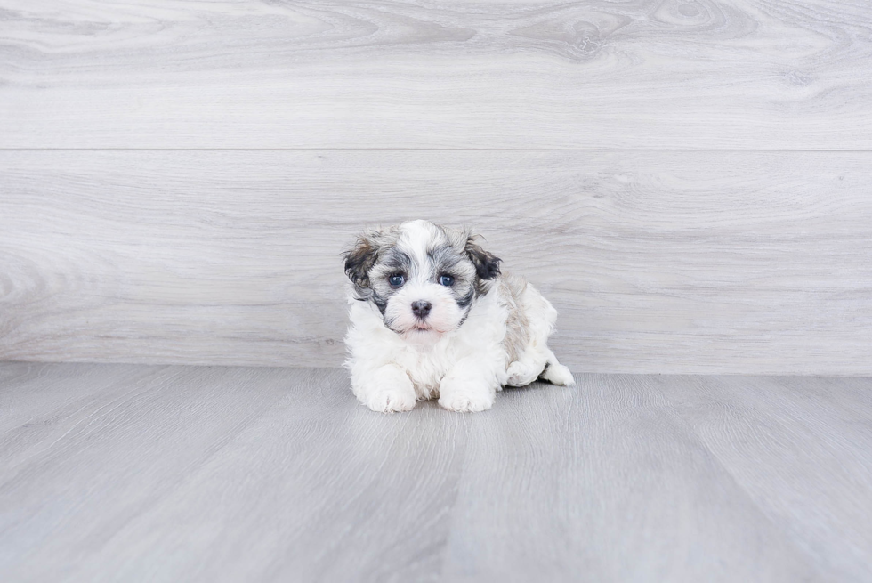 Havanese Pup Being Cute