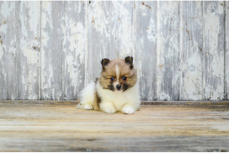 Pomeranian Pup Being Cute