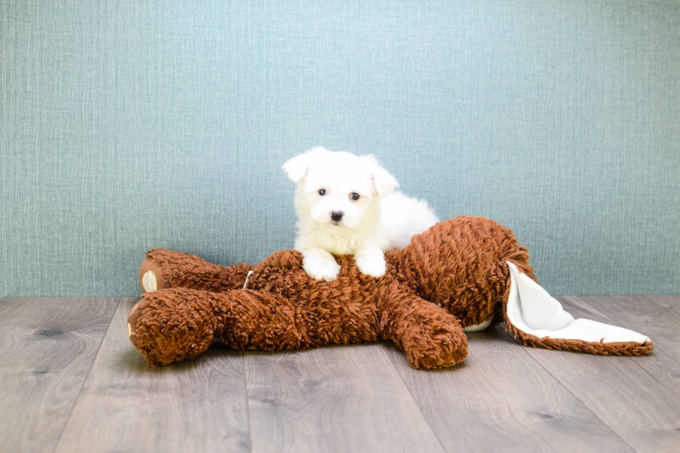 Hypoallergenic Maltepoo Poodle Mix Puppy