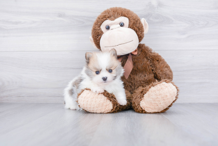 Hypoallergenic Pomeranian Purebred Pup