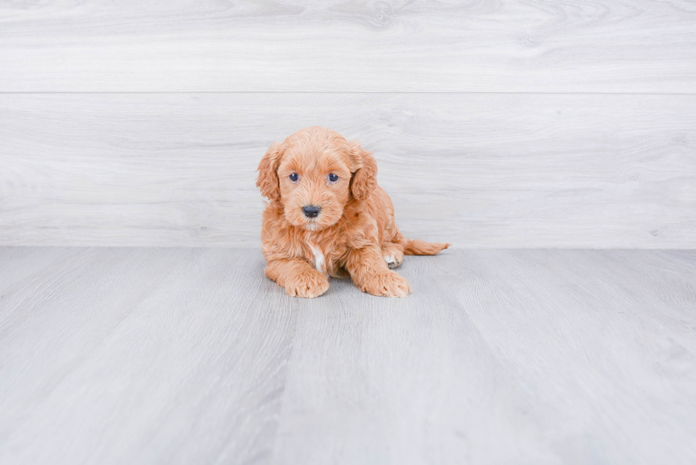 Best Mini Goldendoodle Baby