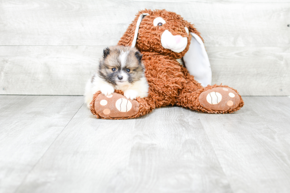 Hypoallergenic Pomeranian Baby