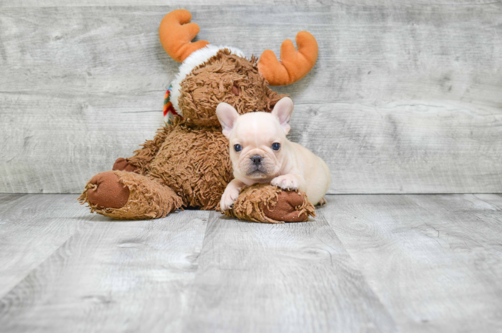 Little French Bulldog Baby