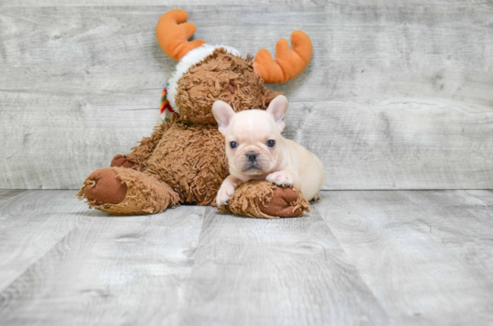 Little French Bulldog Baby