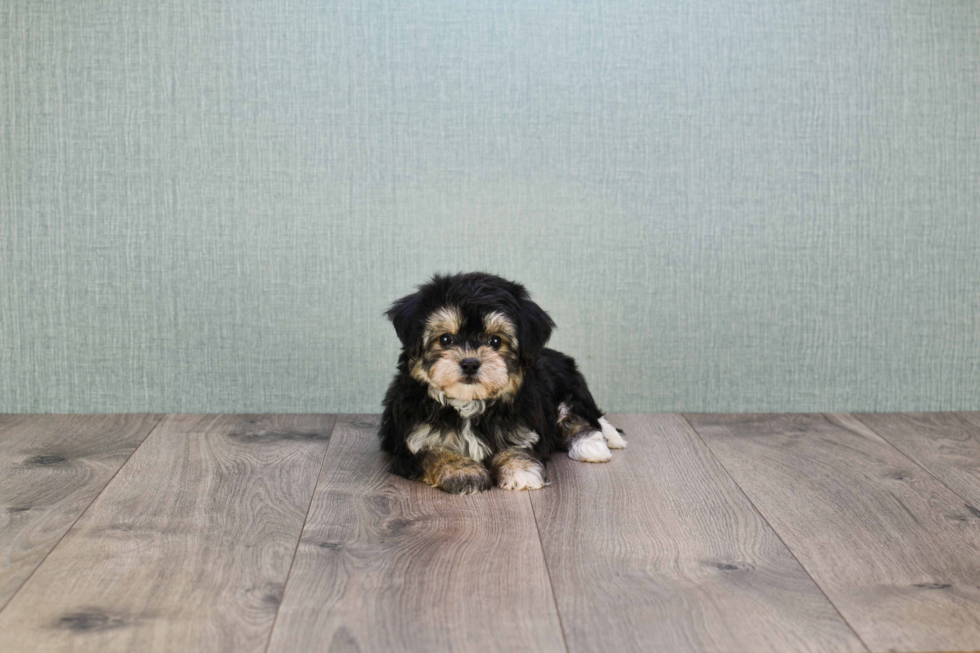Morkie Pup Being Cute