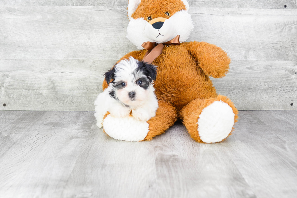 Best Morkie Baby