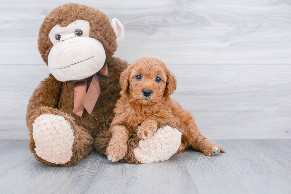 Popular Mini Goldendoodle Poodle Mix Pup