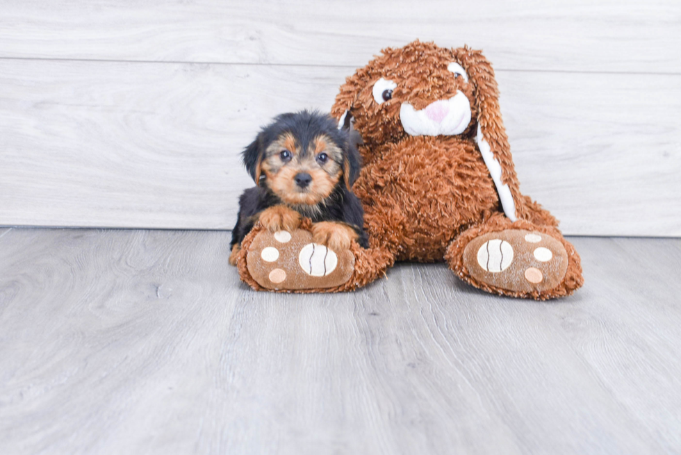 Meet Stevo - our Yorkshire Terrier Puppy Photo 