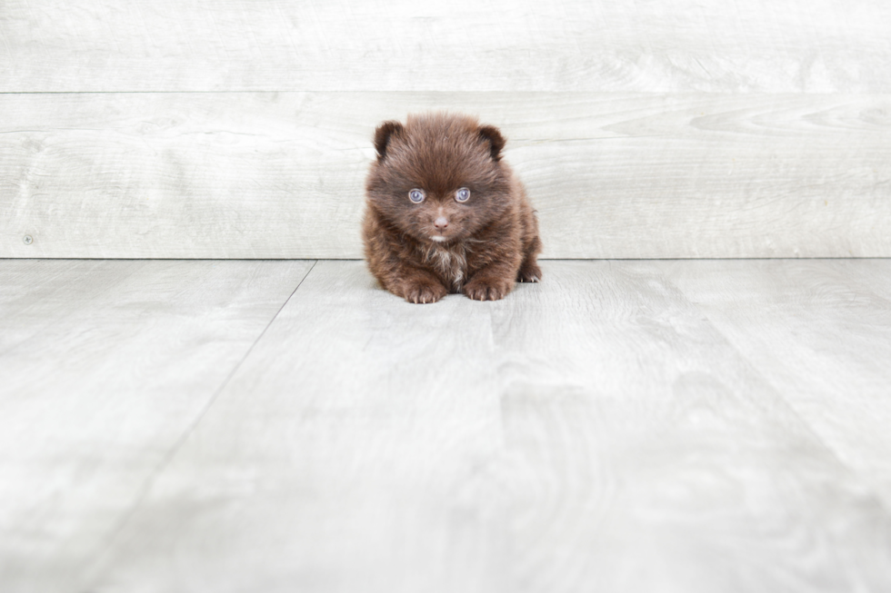 Pomeranian Puppy for Adoption