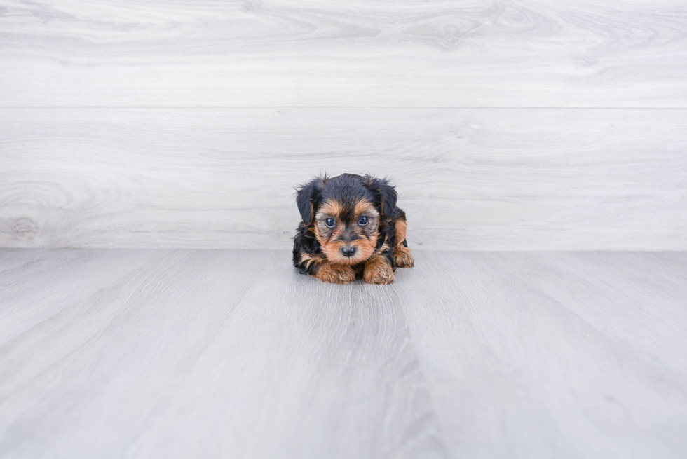 Best Yorkie Poo Baby