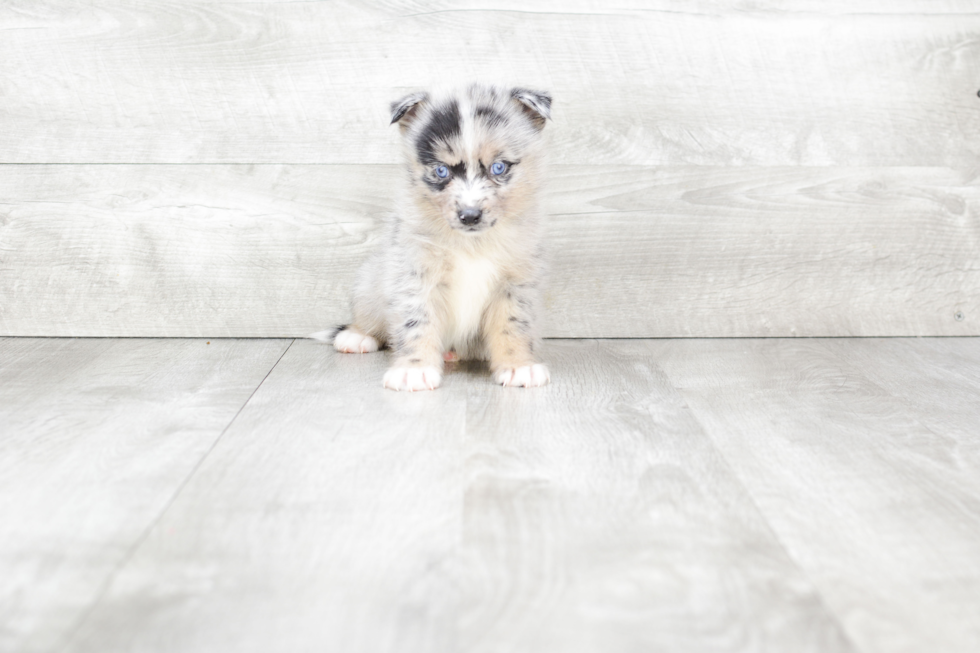 Pomsky Puppy for Adoption