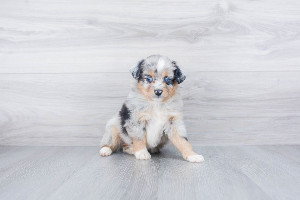 Mini Aussie Pup Being Cute