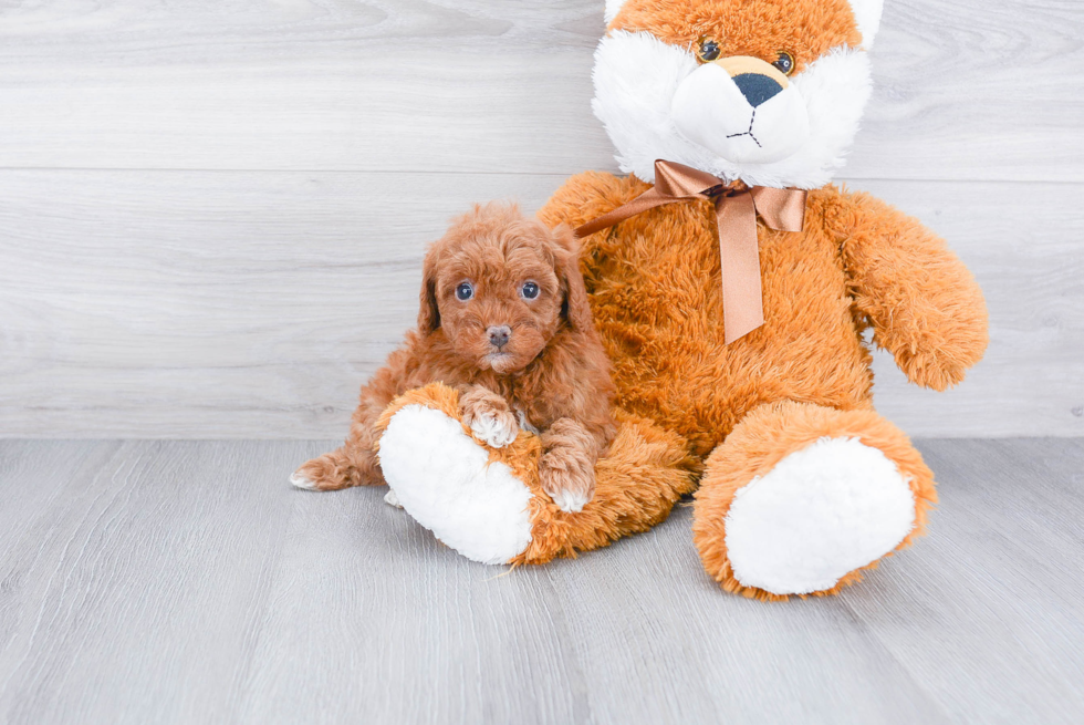 Smart Cavapoo Poodle Mix Pup