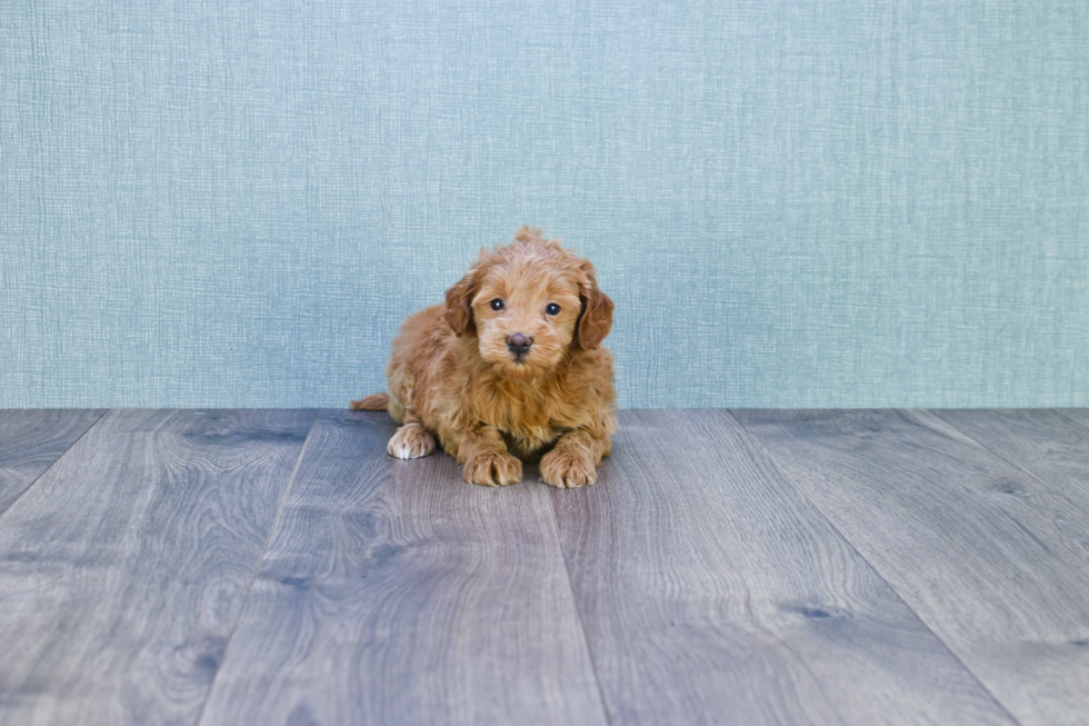 Mini Goldendoodle Puppy for Adoption