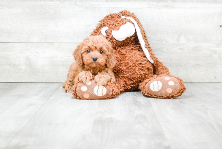 Cavapoo Pup Being Cute